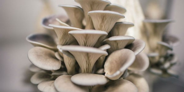 Как выращивать грибы вешенки в домашних условиях алматы?