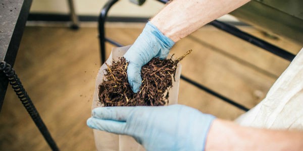 Как выращивать грибы вешенки в домашних условиях алматы?