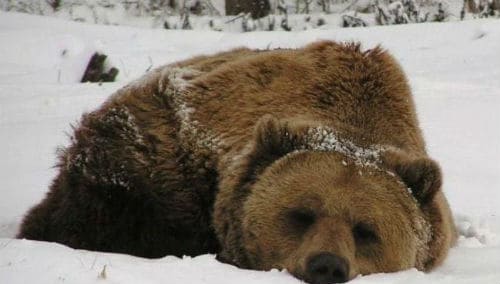 Зимняя спячка медведей-особенности.