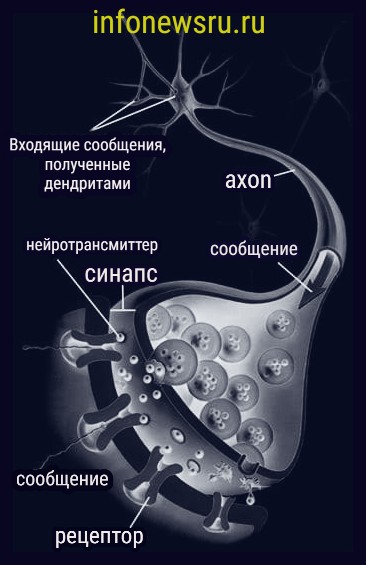 Клетки головного мозга
