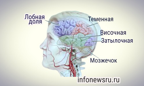 Анатомия головного мозга