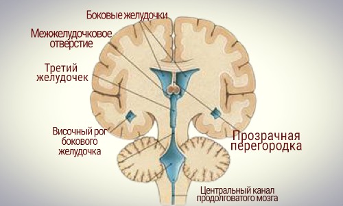 Головной мозг человека-анатомия(строение и функции)