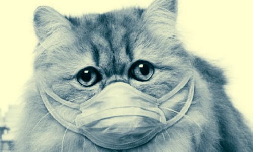 Кот в маске от коронавируса