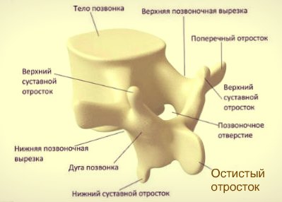 Остистый отросток позвонка. Функция остистого отростка. Полулунные отростки где располагается. Остистые волосы. Акрамиальный отросток где он.