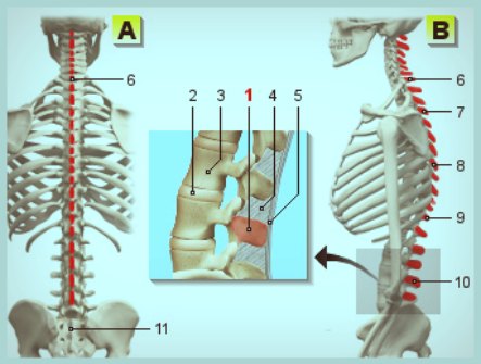 Остистые отростки позвоночника фото