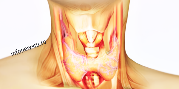 Щитовидная железа-где расположена.